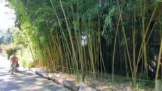 Phyllostachys Vivax Huangwenzhu Zoo Opole 05092023r [upl. by Rafael]