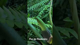 La Flor del Filodendro shortvideo filodendro [upl. by Arlan978]