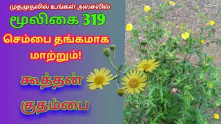 கூத்தன் குதம்பைமூக்குத்தி பூkoothan kuthambaimookkuthi poopentanema indicumஅலசல்Alasal [upl. by Rehtaef]