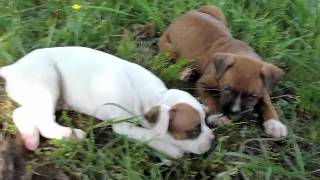 Boxer Puppies Turn 5 Weeks Old [upl. by Una]