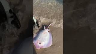 Stingray gives birth after being caught in Dauphin Island [upl. by Lehrer]