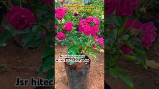 Polyantha pink buttons rose online sale jsrhitechnursery garden youtubeshorts flowers viral [upl. by Gans]