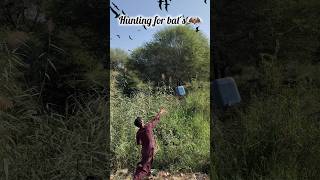 Hunting for bats 🦇animals huntting shorts youtubeshorts viralvideo [upl. by Hadihahs]