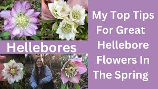 Hellebores  Tips On How To Look After Your Garden Hellebore Plants [upl. by Aroda]