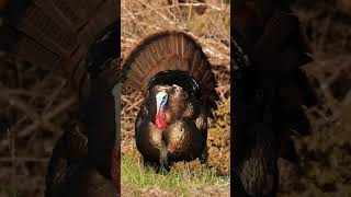 Fired up Gobbler on a string [upl. by Clintock]