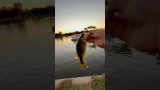 stinker on the cricket 😂 fishing [upl. by Aid]