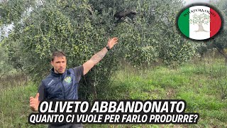 Oliveto sesto tradizionale risultato potatura dopo anni di abbandono [upl. by Okomot806]