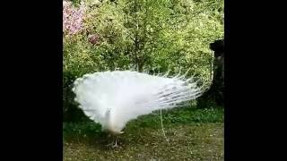 The most beautiful white peacock opening feathers [upl. by Isborne412]