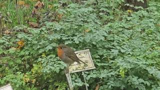 20241028 LJUBLJANA Botanični vrt PASSERIFORMES Erithacus rubecula TAŠČICA [upl. by Hsirrehc]