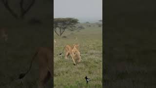 Lion chased away  lion lions wildlions wildlife safari africa serengeti bigcats cats king [upl. by Kirenoj]