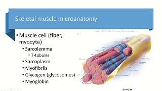 Chapters 10amp11 Part 1 Microanatomy of Muscle [upl. by Roon869]