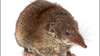 How to you remove Shrew Rats Asin from your homes using safe and natural methods  DFORTUNE [upl. by Aneleairam453]