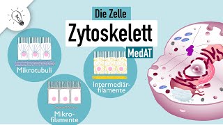 Zytoskelett  Aufbau amp Funktion  MedAT  Biologie [upl. by Grayson244]