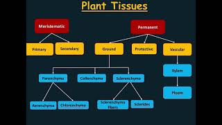 Plant Histology  Protective tissue Epidermis amp Periderm [upl. by Sang756]