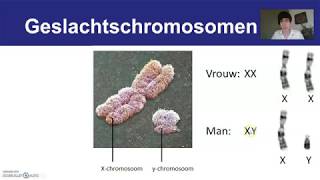 H4  Th3 Genetica  video 4  Xchromosomale overerving [upl. by Nivloc259]