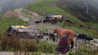 Mountain Shepherd Life  Nepal Rain Village Life  Organic Food Cooking With Milking Shepherd family [upl. by Anivid874]