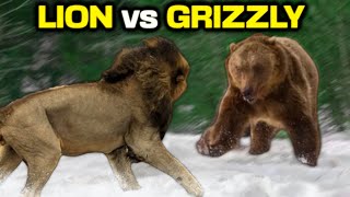 GRIZZLY BEAR vs LION  Who Would Win [upl. by Areem]