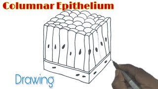 Columnar Epithelium Drawing How to draw Columnar Epithelium [upl. by Tatman]