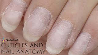 Cuticles amp Nail Anatomy [upl. by Ruthie]