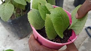 PropagateGrow Mexican mintCuban OreganoColeus Amboinicus Easily Using Stem CuttingLeaves [upl. by Chally561]