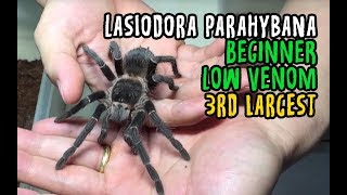 Lasiodora parahybana ready stock 2019 [upl. by Ekeiram]