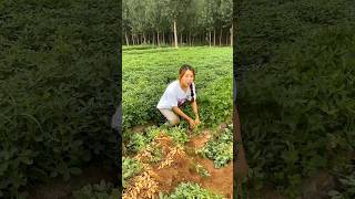 High Yielding Peanut 🥜🥜 Harvesting by Rural Farmer  Amazing Peanut 🥜🥜 Farming shorts satisfying [upl. by Juliano]