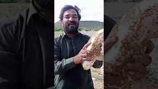 Kamran Catch Raho Fish fish fishing ytshorts hanifshahfishing [upl. by Christianity]