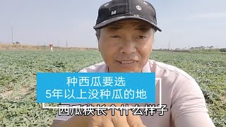 同样品种，同样地块，同一天移栽，重茬地和生地西瓜秧长势对比 [upl. by Llerdnod252]