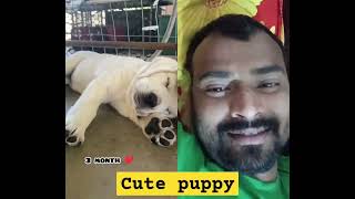 labrador dog puppy doglover music song pug bollywood hindisong [upl. by Adimra]