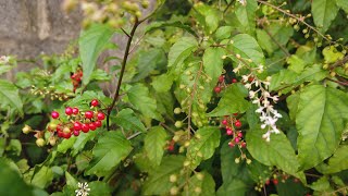 Pigeonberry  Blood Berry Rivina humilis [upl. by Eniretac822]