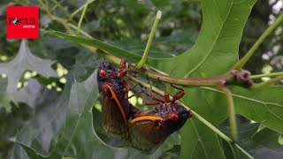 InsektenInvasion Billionen Zikaden werden im April in USA ausschwärmen [upl. by Aytak]