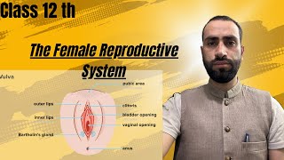 The Female Reproductive system part 02 Neet Biology [upl. by Nylesoj933]