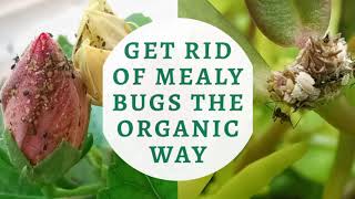 How to get rid of Mealy Bugs from your plants  Organic pesticide for Mealy Bugs [upl. by Nagear]