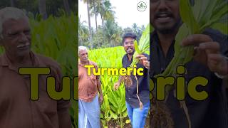 Turmeric 🫚 Farming 🔥 agribusiness farming [upl. by Rodriguez]