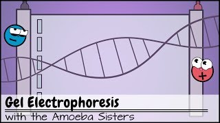 Gel Electrophoresis [upl. by Sokil]