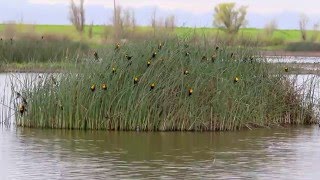 Yellow Headed Blackbirds [upl. by Weber]