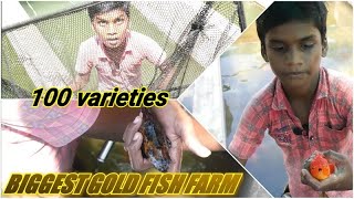 Biggest Gold Fish FarmAqua FarmKolathur Fish FarmAm Aquarium [upl. by Jolie]