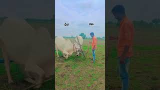 Ritu nagali👏 rice raithu automobile agriequipments farmequipment agrimachinery farmmachinery [upl. by Aerdma]