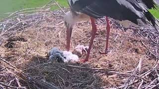 Storchennest Alfeld Leine  4 Küken frisch geschlüpft  01052024 [upl. by Eenaj]