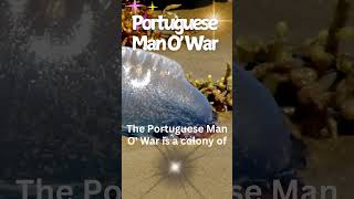 WOW Discover the DEADLY Portuguese Man O War kids facts naturecuriosities [upl. by Zinah]