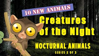 🎬 Nocturnal Animals for Kids and their Sounds  Educational Videos  Series 3 of 3 [upl. by Chuah]