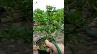 Carmona retusaFukien tea bonsai plant training [upl. by Nemsaj]