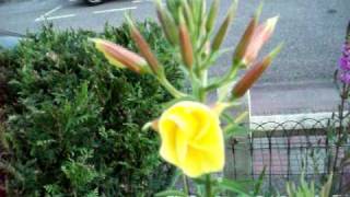 oenothera flower opening [upl. by Amos179]