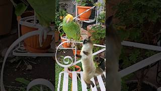 Fito con Sergio el Bailador Loros Hablando Gato Bailando Shorts parrot gatos humor birds fyp [upl. by Elnore355]