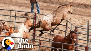 Wild Horse Immediately Recognizes His Girlfriend After Years Apart  The Dodo Faith  Restored [upl. by Llereg]