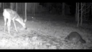 Trail Cam Video Deer Versus Raccoon — Who Wins [upl. by Sateia]