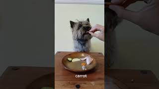 Food glorious dog food Moonys delicious dining [upl. by Darmit]