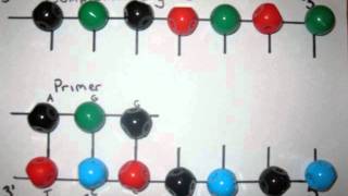 DNA sequencing The Sanger method [upl. by Ahcsatan]