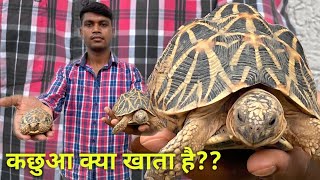 Tortoise Care  Turtle Care  Tortoise kya khata hai  Star Tortoise [upl. by Hassadah]