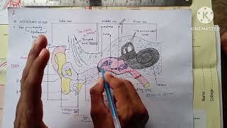 Ear anatomy and physiology [upl. by Lein]